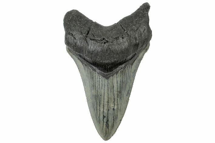 Serrated, Fossil Megalodon Tooth - South Carolina #310423